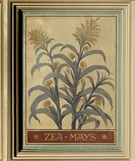 Maize Plant Prints: Zea mays, maize