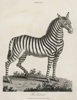 Prints of A zebra Zebra Prints: Zebra Print 1803