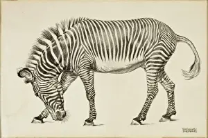 Prints of A highly-detailed pencil drawing of a Zebra by Raymond Sheppard Zebra Prints: Highly Detailed Zebra Print