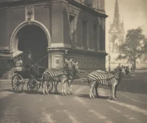 Zebra-drawn trap of Lord Walter Rothschild Zebra-drawn trap of Lord Walter Rothschild