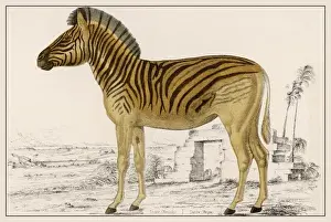 Black And White Striped Animal Prints: Zebra Illustration