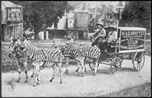 Zebras Pull Mazawattee Tea Cart Print