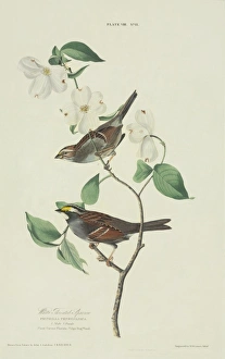 Zonotrichia albicollis, white-throated sparrow Zonotrichia albicollis, white-throated sparrow