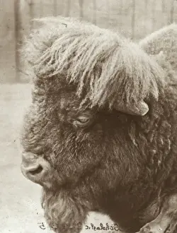 Lantern Slide Art Prints: Zoo - Bison