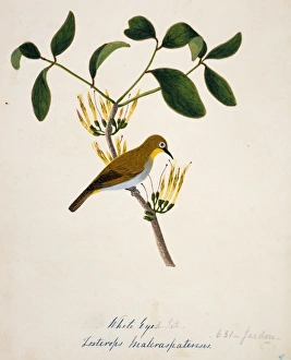 Zosterops palpebrosus, oriental white-eye Zosterops palpebrosus, oriental white-eye