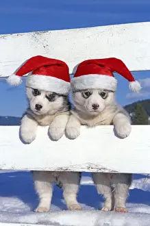Siberian Huskies Print Two Puppies in Christmas Art Prints