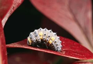 Images Dated 28th October 2004: 2-spot Ladybird Larva about to pupate, UK