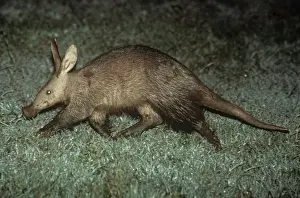 Unique Animal Wall Art Prints: Aardvark Kenya