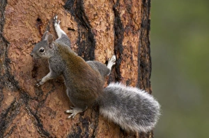 Aberts Squirrel / Tassel-eared squirrel - On side of old growth ponderosa pine tree Aberts Squirrel / Tassel-eared squirrel - On side of old growth ponderosa pine tree