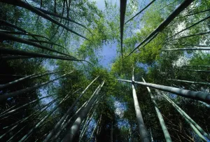 Bamboo Forest Print