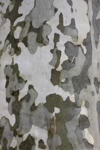 Related Prints: Plane Tree Bark Print