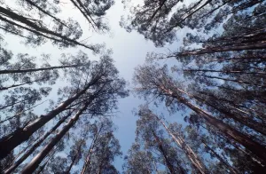 Eucalyptus Forest Prints: FOREST - Eucalyptus mountain ash