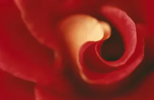 Flower Macro Photography Prints: Rose Close up