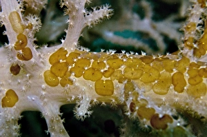 Acoelous Flatworms - usually found living in clusters on soft coral Acoelous Flatworms - usually found living in clusters on soft coral