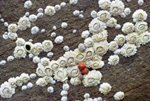 Marine Crustaceans Prints: Acorn Barnacles