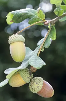 Oak Tree Images Prints: Acorns - on Oak tree