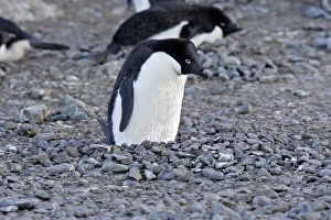 Images Dated 29th October 2006: Adelie Penguin - sitting on nest made from pebbles. Brown Bluff - Antarctic Peninsula