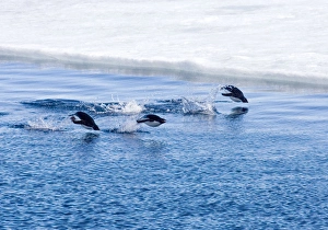 Adelie Penquins - Three porpoising beside sea ice Adelie Penquins - Three porpoising beside sea ice