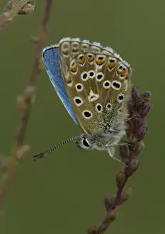 Nature Photography Prints UK Prints: Adonis Blue