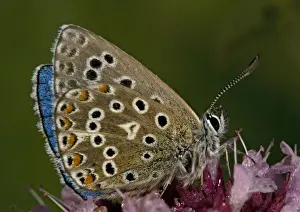 Adonis Blue Butterfly Prints: Adonis Blue Butterfly