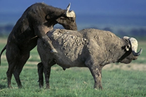 African / Cape Buffalo - pair mating African / Cape Buffalo - pair mating