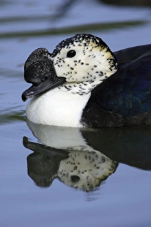 African Comb Duck - swimming on pond African Comb Duck - swimming on pond