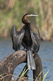 African Darter - perched with wings outstretched African Darter - perched with wings outstretched