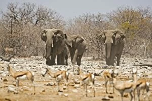 Images Dated 25th April 2000: African Elephant Approaching a herd of springbok Goas, Etosha National Park, Namibia, Africa