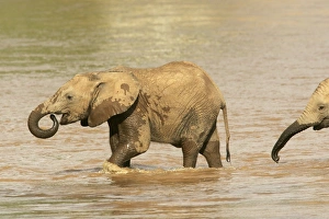 African Elephant - calf in water drinking African Elephant - calf in water drinking