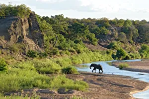 African Elephant - crossing Letaba River, backlit by evening light African Elephant - crossing Letaba River, backlit by evening light