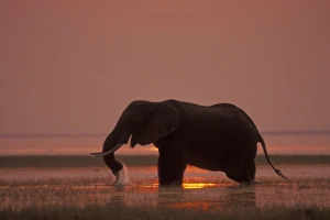 African Elephant. Feeding at sunset African Elephant. Feeding at sunset