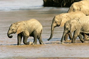 African Elephant - group in water African Elephant - group in water