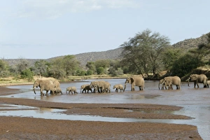 African Elephant - herd crossing water African Elephant - herd crossing water