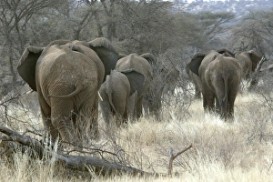 African Elephant - herd heading to woodland African Elephant - herd heading to woodland