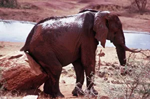 AFRICAN ELEPHANT - scratching bottom on rock AFRICAN ELEPHANT - scratching bottom on rock