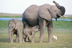 African Elephant - with young suckling African Elephant - with young suckling