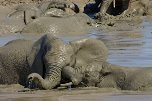African Elephants trunk-wrestling while playing in waterhole African Elephants trunk-wrestling while playing in waterhole