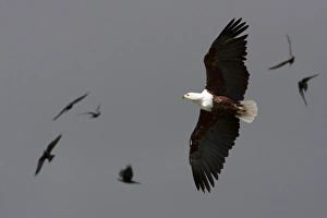 African fish eagle - Single adult in flight African fish eagle - Single adult in flight