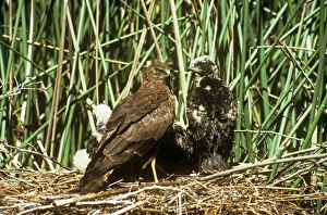 African Marsh Harrier - with chicks at nest African Marsh Harrier - with chicks at nest