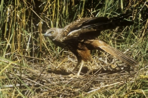 African Marsh Harrier - at nest African Marsh Harrier - at nest