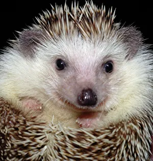 African Pygmy Hedgehog - a domesticated form of the White-bellied Hedgehog African Pygmy Hedgehog - a domesticated form of the White-bellied Hedgehog