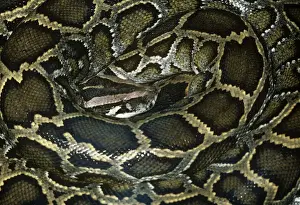 Prints of AL-1664 African Rock Python - coiled up Python sebae Ake Lindau Please note that prints are for personal display purposes only and may not be reproduced in anyway. African Rock Python Prints: African Rock Python - Coiled Print