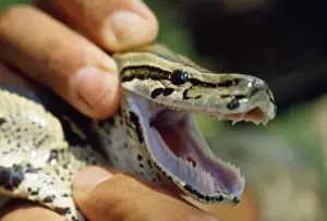Prints of PS-5000 African Rock Python - showing teeth Python sebae Peter Steyn Please note that prints are for personal display purposes only and may not be reproduced in any way. African Rock Python Prints: African Rock Python Print - Showing Teeth