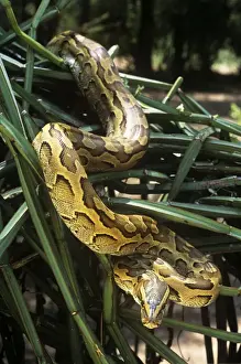 African Rock Python Prints: African Rock Python - on vegetation - Kenya Africa