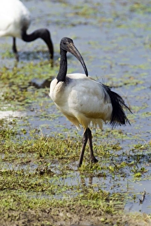 African Sacred Ibis - Andries Vosloo Kudu Reserve African Sacred Ibis - Andries Vosloo Kudu Reserve