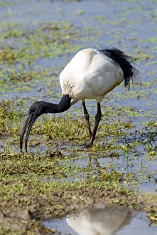 African Sacred Ibis foraging at edge of pan African Sacred Ibis foraging at edge of pan