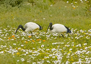African Sacred Ibis - pair feeding in flowery pasture African Sacred Ibis - pair feeding in flowery pasture