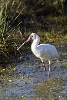 African Spoonbill African Spoonbill