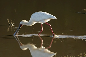 African Spoonbill - feeding in water African Spoonbill - feeding in water