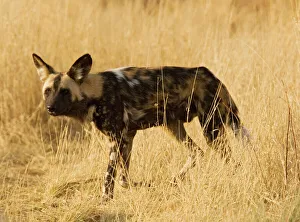African Wild Dog / Painted Hunting Dog African Wild Dog / Painted Hunting Dog